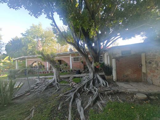 EL Jardin DE Lupita, photograph 8